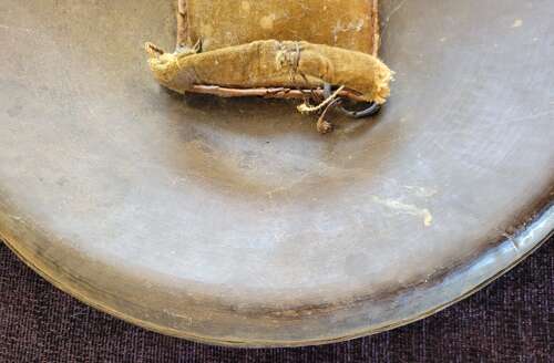 Indian Dhal Shield